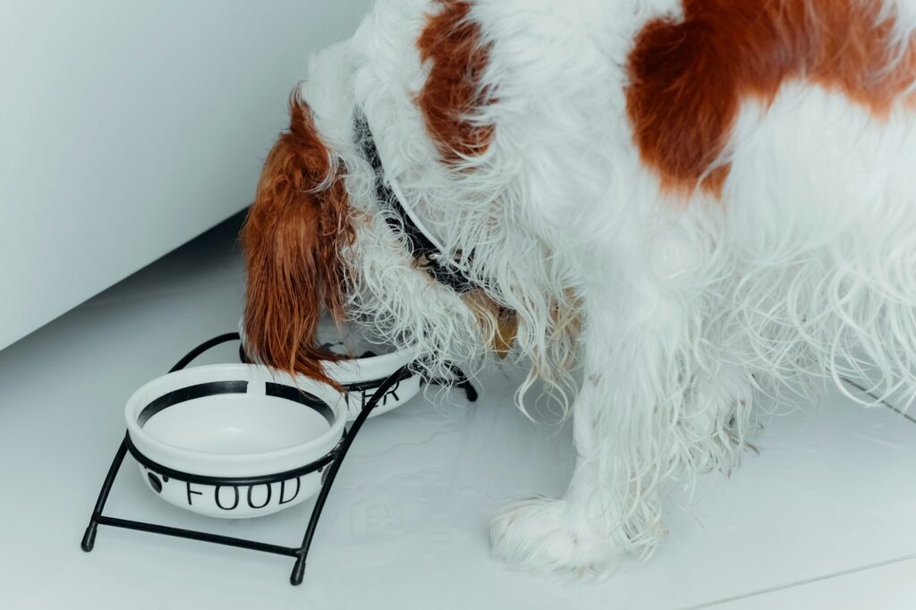 Dog drinking water from bowl. Purebred dog eating in room.