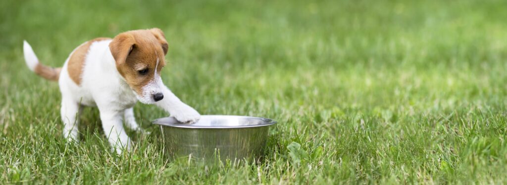 Dog food, feeding concept - hungry dog puppy