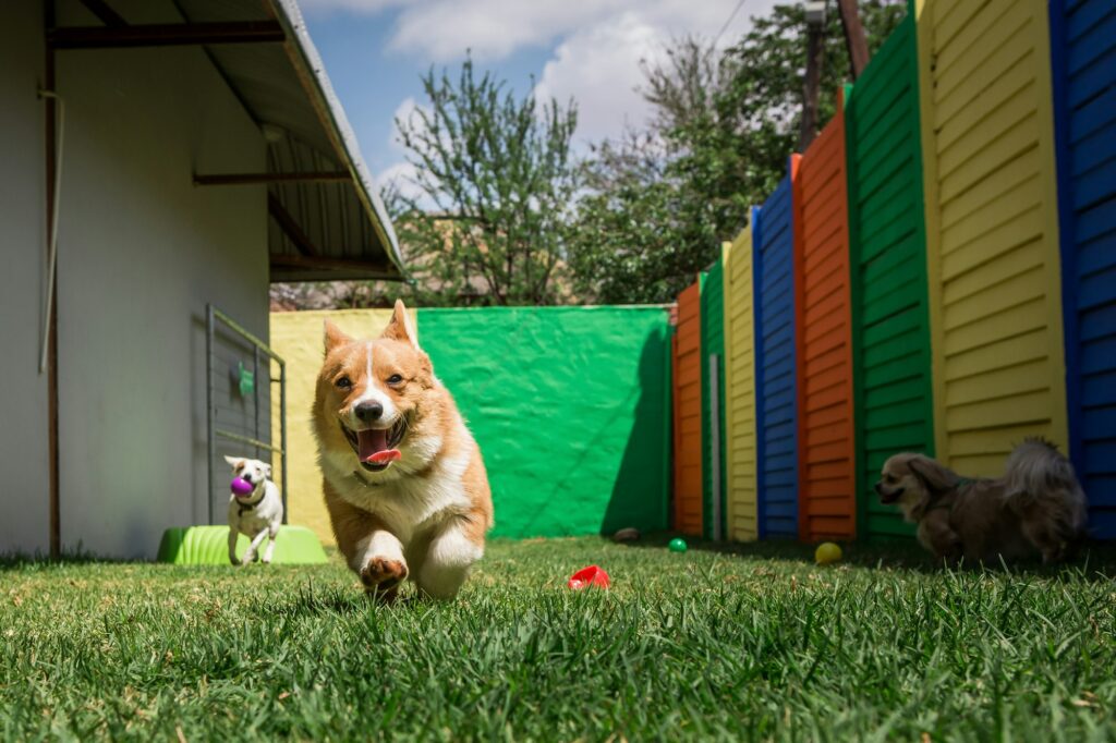 Happy dog