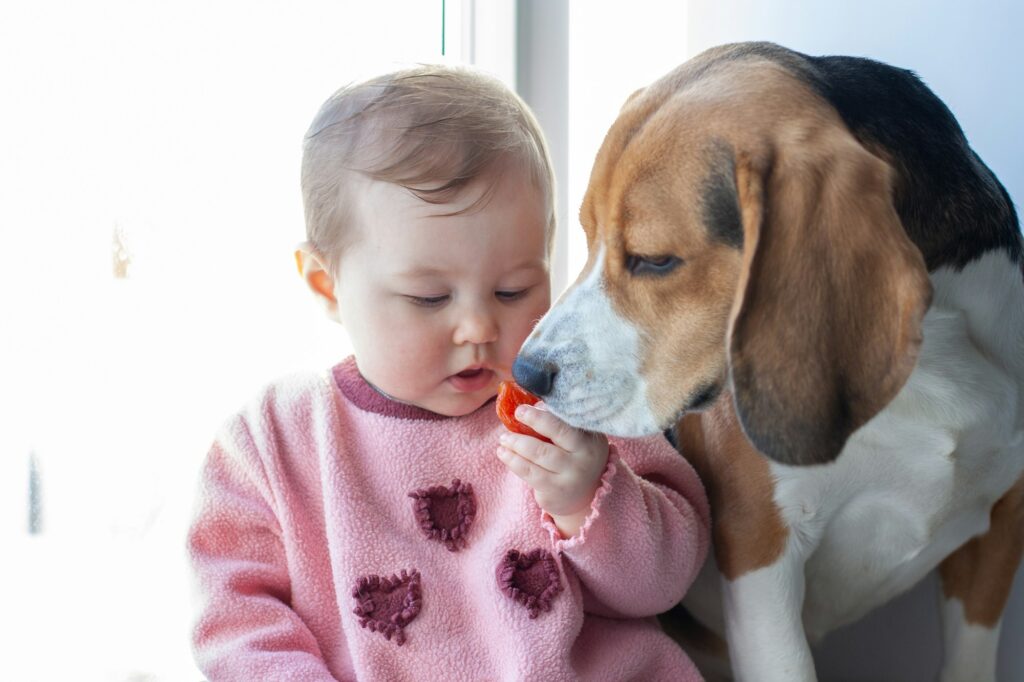 little girl sitting on window with dog beagle close-up eating tomato cute couple dog-friend