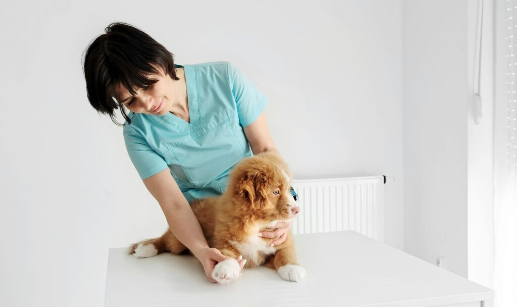 Puppy Toller Retriever dog in vet clinic