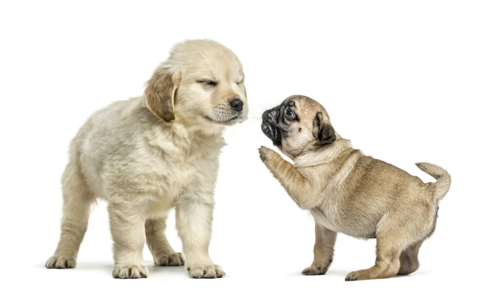 Retriever and pug puppies playing together, isolated on white