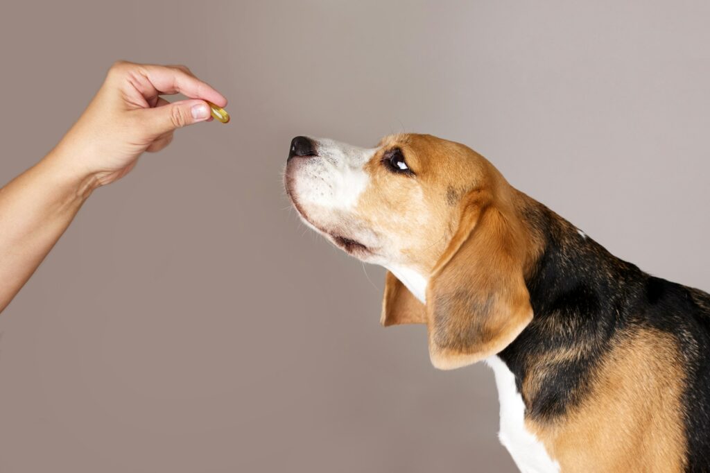 The beagle dog is waiting to be given a pill from the hands of the owner or a doctor